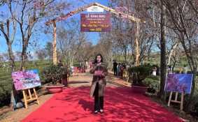 Lễ hội hoa Mai Anh Đào Đà Lạt Lâm Đồng điểm nhấn du lịch xuân 2026