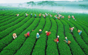 Đồi chè cầu đất hương thơm xa