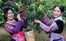 Sơn La sản xuất nông, lâm nghiệp và thủy sản duy trì tăng trưởng ổn định