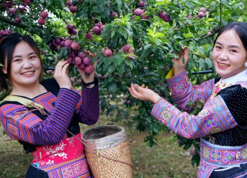 Sơn La sản xuất nông, lâm nghiệp và thủy sản duy trì tăng trưởng ổn định