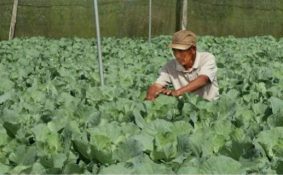 Nông dân Lâm Đồng làm giàu, trở thành gương sáng ở buôn làng