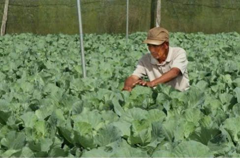 Nông dân Lâm Đồng làm giàu, trở thành gương sáng ở buôn làng